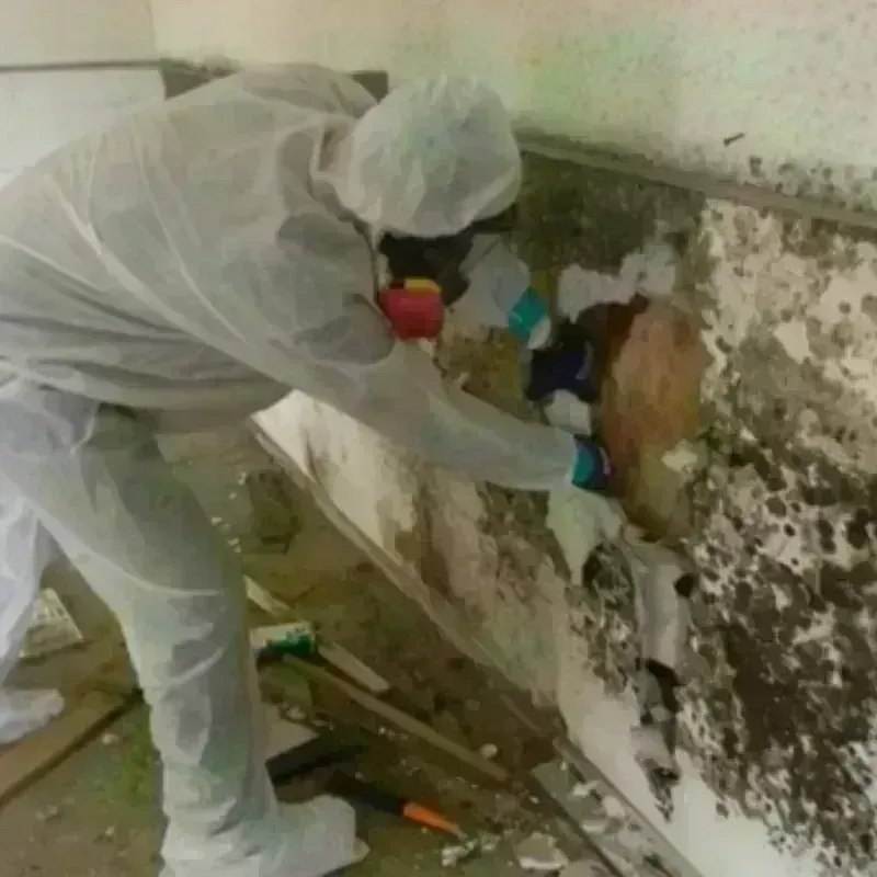 Mold Remediation and Removal in Cache County, UT